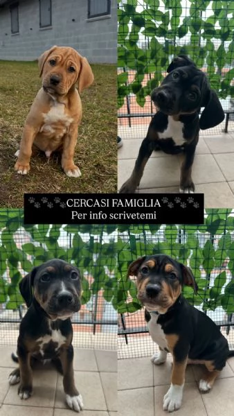 Cuccioli di pitbull disponibili
