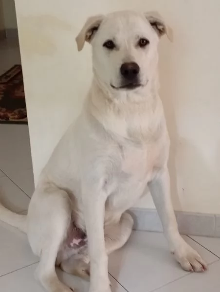 cane simil labrador
