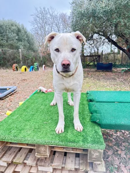 cane simil labrador | Foto 0