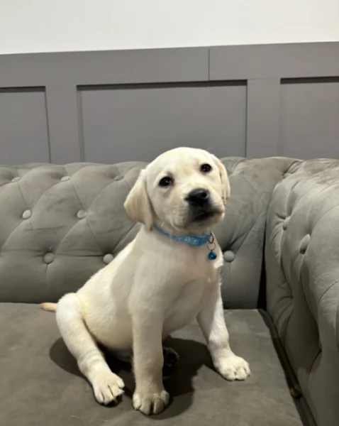 Adozione di cuccioli Labradore Creme | Foto 1