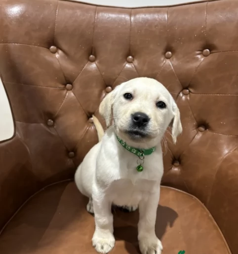 Adozione di cuccioli Labradore Creme | Foto 0