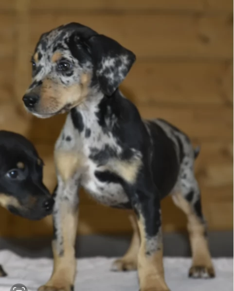 Rarissimo Dobermann cuccioli pronti subito | Foto 0