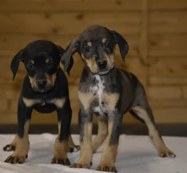 Rarissimo Dobermann cuccioli pronti subito
