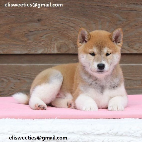 Cuccioli Shiba Inu cuccioli Shiba Inu maschio e femmina disponibile. Tutti i documenti sono disponib