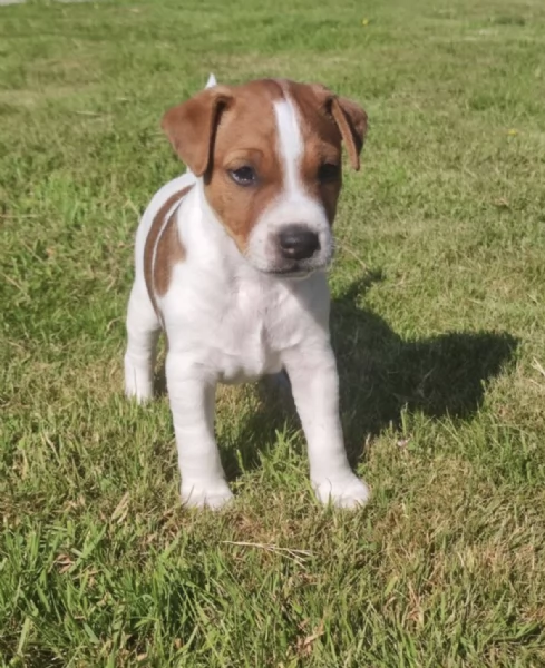 REGALO JACK RUSSEL