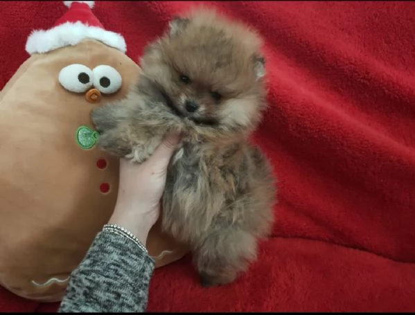 Spitz Tedesco nano Pomerania 