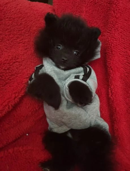 Spitz Tedesco nano Pomerania  | Foto 4