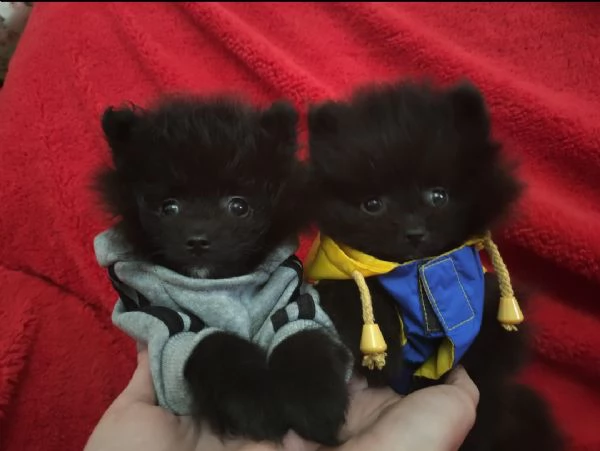 Spitz Tedesco nano Pomerania  | Foto 3