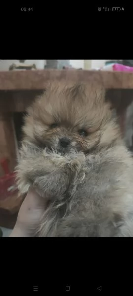 Spitz Tedesco nano Pomerania  | Foto 0