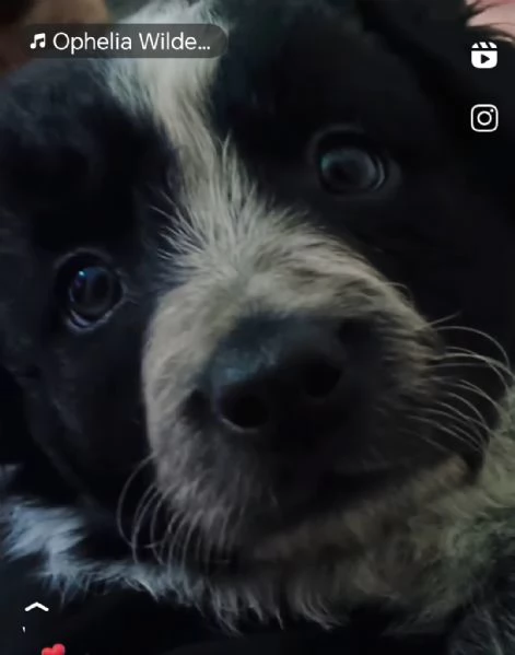 Border collie di altissima genealogia 