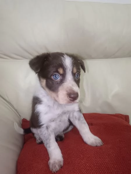 Border collie di altissima genealogia  | Foto 0