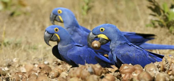 Bellissima coppia di pappagalli giacinto