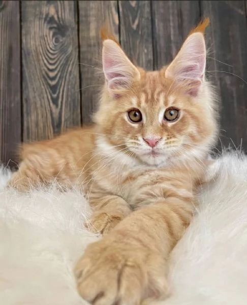 Adorabili gattini Maine Coon cercano una famiglia amorevole 