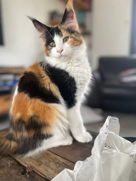 Adorabili gattini Maine Coon cercano una famiglia amorevole  | Foto 3