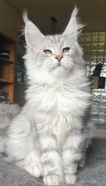 Adorabili gattini Maine Coon cercano una famiglia amorevole  | Foto 2