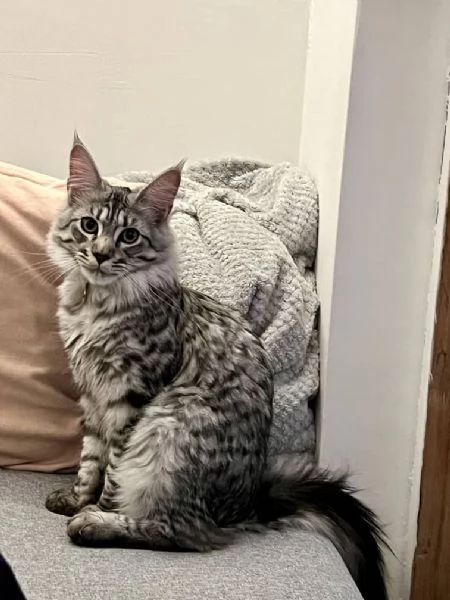 Adorabili gattini Maine Coon cercano una famiglia amorevole  | Foto 0