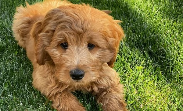 Cucciola Cavapoo F1 disponibile – dolce e affettuosa! | Foto 5