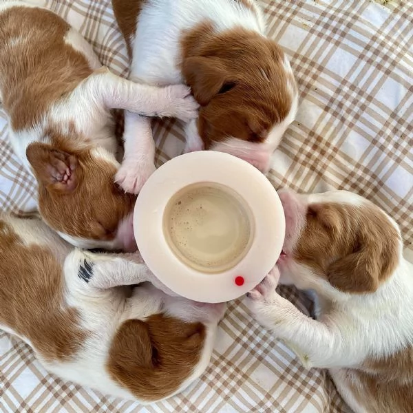 Cucciola Cavapoo F1 disponibile – dolce e affettuosa! | Foto 4