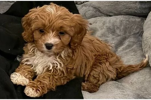 Cucciola Cavapoo F1 disponibile – dolce e affettuosa!