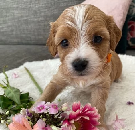Cucciola Cavapoo F1 disponibile – dolce e affettuosa! | Foto 3