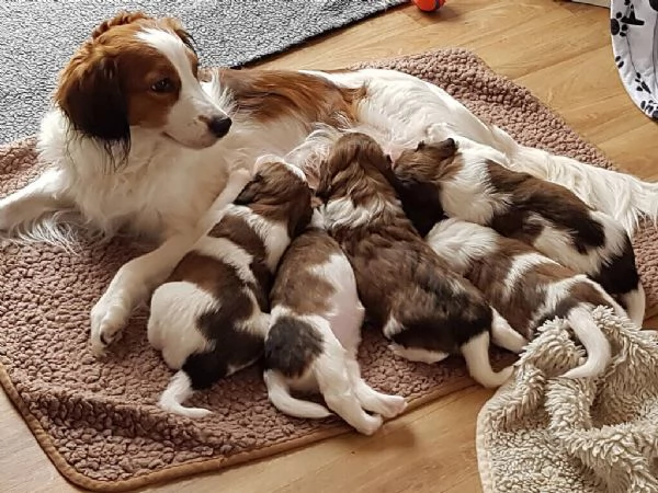 Cucciola Cavapoo F1 disponibile – dolce e affettuosa! | Foto 2