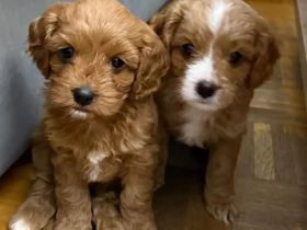 Cucciola Cavapoo F1 disponibile – dolce e affettuosa! | Foto 1
