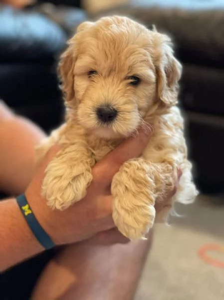 Cucciola Cavapoo F1 disponibile – dolce e affettuosa! | Foto 0