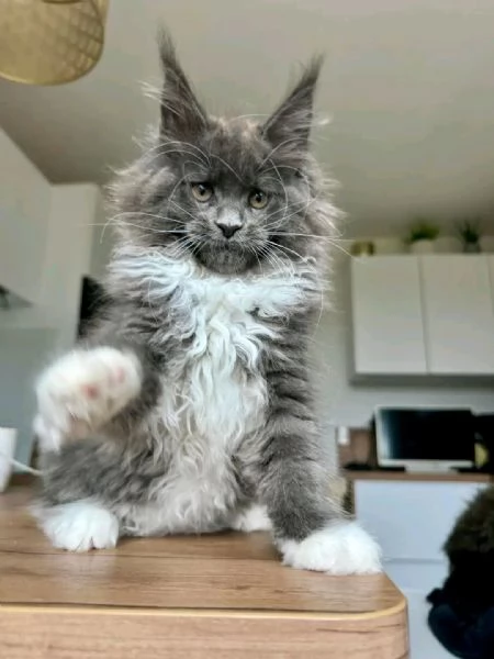 ? Meravigliosi cuccioli Maine Coon disponibili ?