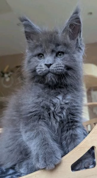 ? Meravigliosi cuccioli Maine Coon disponibili ? | Foto 1