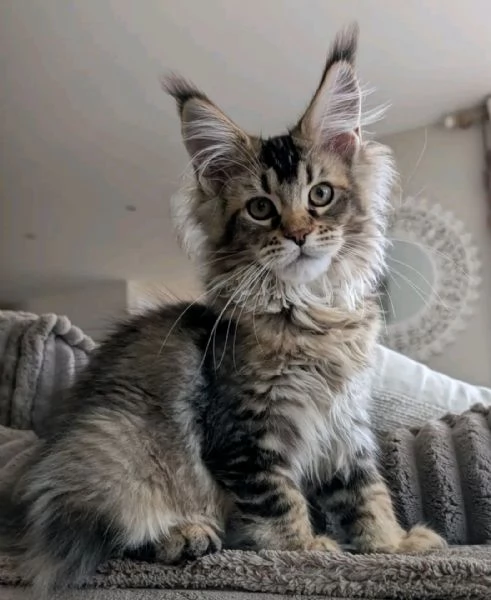 ? Meravigliosi cuccioli Maine Coon disponibili ? | Foto 0