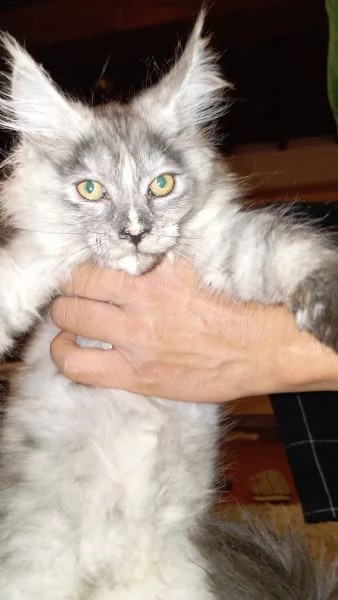 Maine coon  | Foto 1