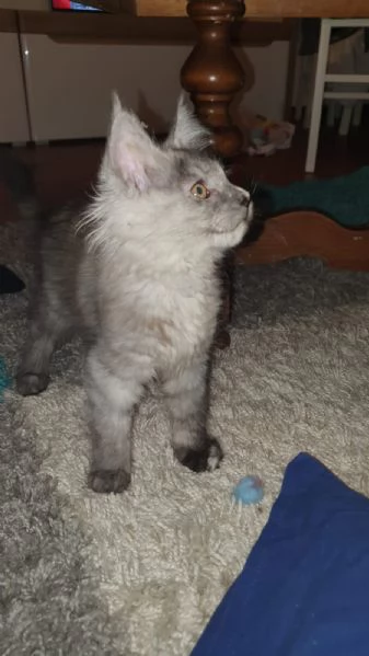 Maine coon  | Foto 0