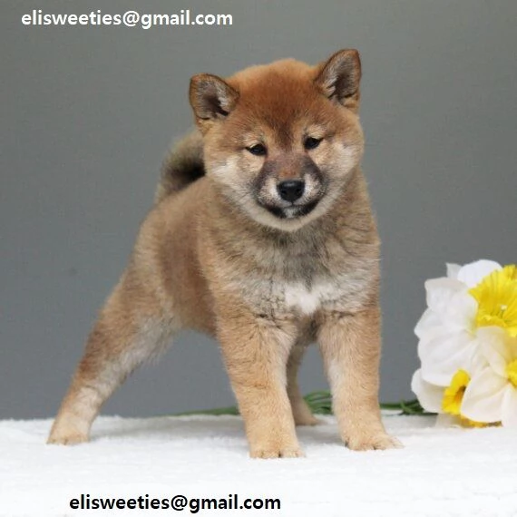 Cuccioli Shiba Inu cuccioli Shiba Inu maschio e femmina disponibile. Tutti i documenti sono disponib