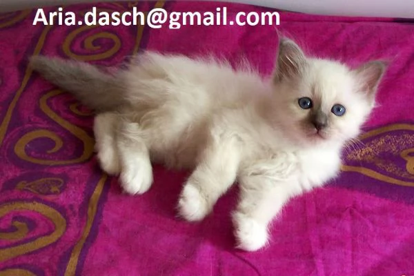 Dolcissimi Gattini Sacri di Birmania in Adozione!  Cerchiamo famiglie amorevoli per questi splendidi