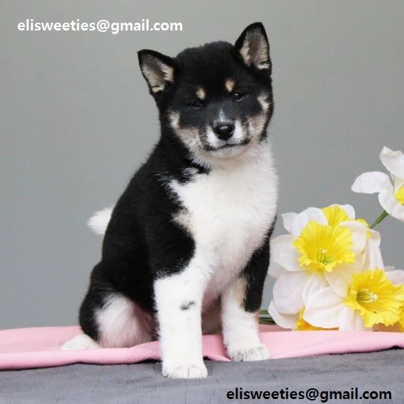 Cuccioli Shiba Inu cuccioli Shiba Inu maschio e femmina disponibile. Tutti i documenti sono disponib