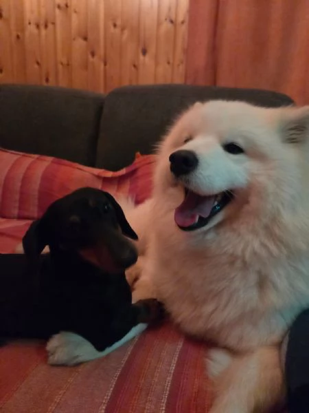 Cercasi maschio di samoiedo per accoppiamento | Foto 3