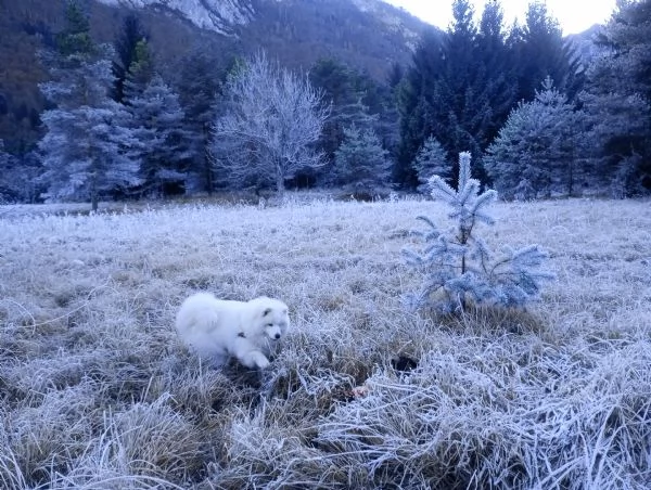 Cercasi maschio di samoiedo per accoppiamento | Foto 2