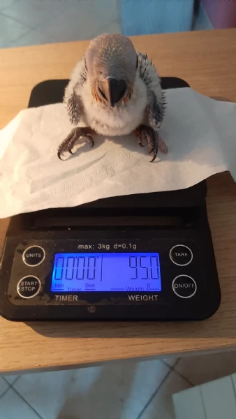 Splendidi Pulli di Conuro del Sole Allevati a Mano | Foto 0