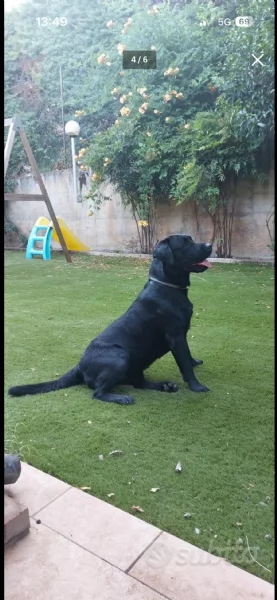 Cuccioli di Labrador in arrivo 