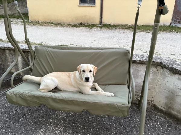 Cuccioli di Labrador in arrivo  | Foto 0
