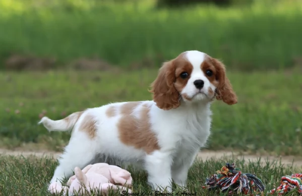 REGALO CAVALIER KING