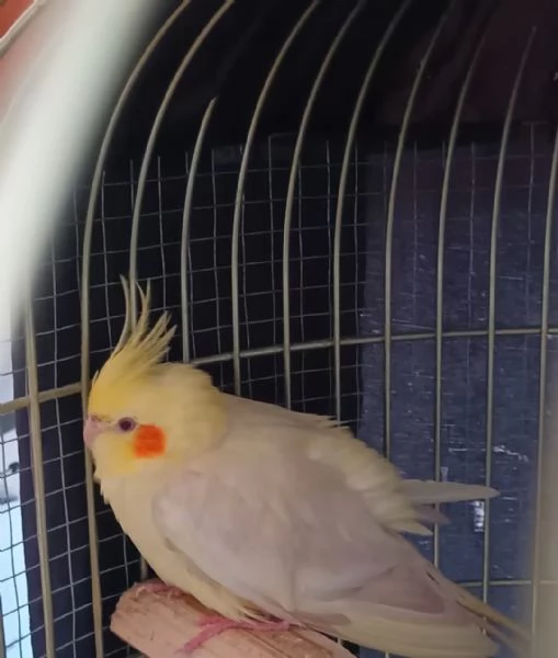 Regalo calopsite | Foto 0