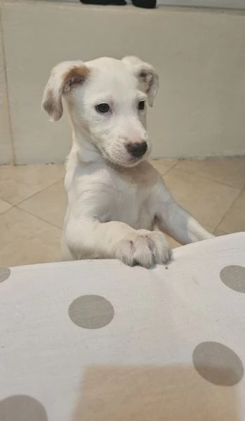 Vendo incrocio labrador