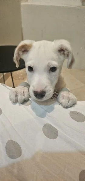 Vendo incrocio labrador | Foto 5