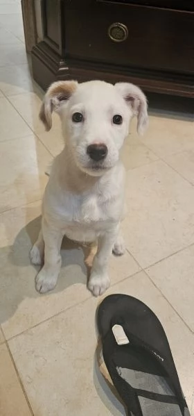 Vendo incrocio labrador | Foto 4