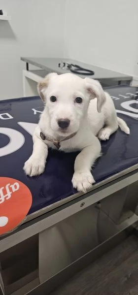 Vendo incrocio labrador | Foto 3