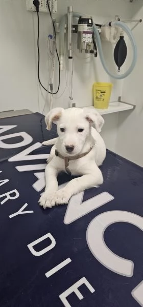 Vendo incrocio labrador | Foto 2