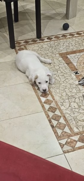 Vendo incrocio labrador | Foto 1