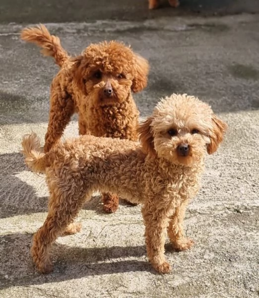 2 Barboncini Toy, 1 maschio & 1 femmina disponibili subito