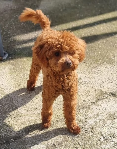 2 Barboncini Toy, 1 maschio & 1 femmina disponibili subito | Foto 1